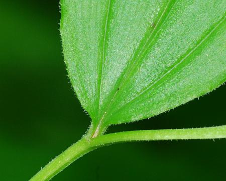 Maianthemum_racemosum_petiole.jpg