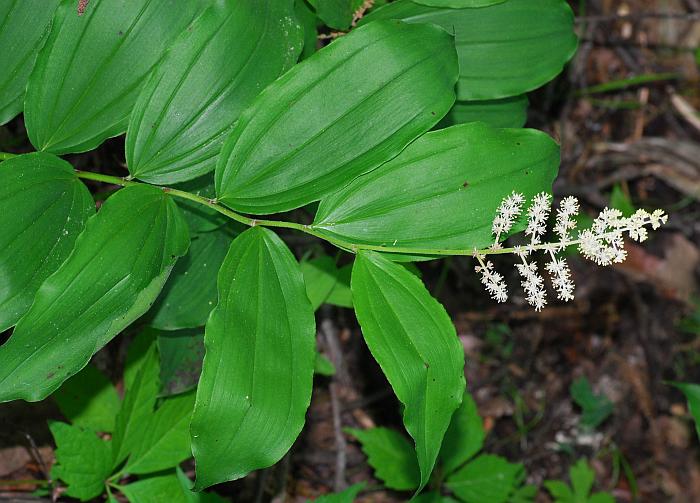 Maianthemum_racemosum_plant.jpg