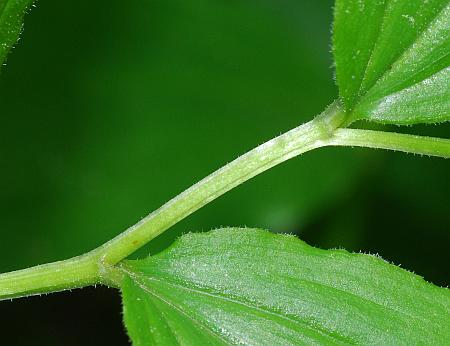 Maianthemum_racemosum_stem.jpg