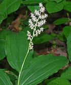 Maianthemum racemosum thumbnail