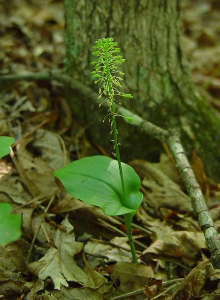 Malaxis_unifolia_plant.jpg