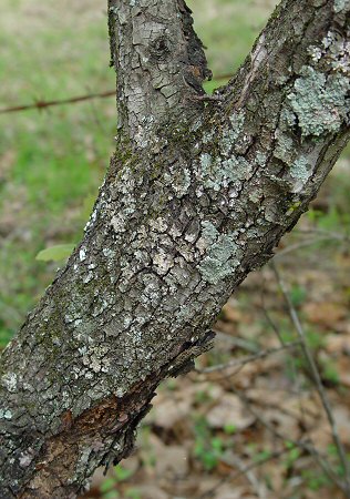 Malus_angustifolia_bark.jpg