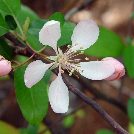 Malus_angustifolia_flower.jpg