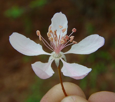 Malus_angustifolia_flower2.jpg