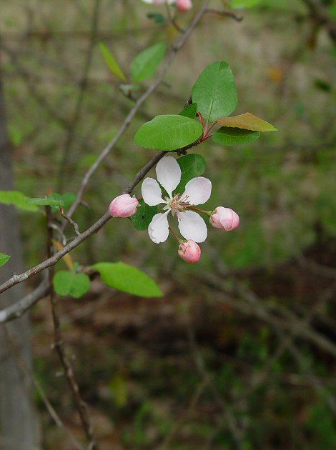 Malus_angustifolia_plant.jpg