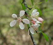 Malus angustifolia thumbnail