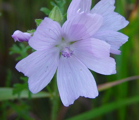 Malva_moschata_flower.jpg