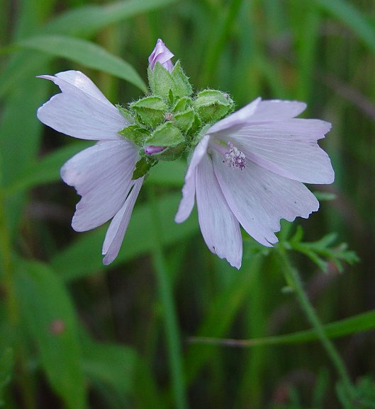 Malva_moschata_plant.jpg