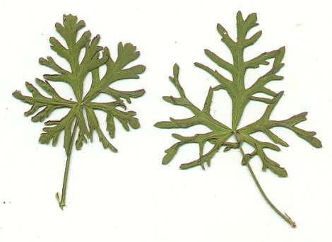 Malva_moschata_pressed_leaves.jpg