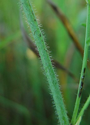 Malva_moschata_stem.jpg