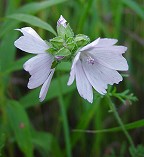 Malva moschata thumbnail