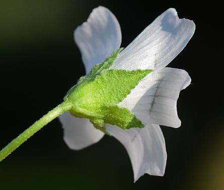 Malva_neglecta_calyx.jpg