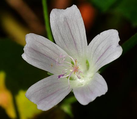 Malva_neglecta_corolla.jpg