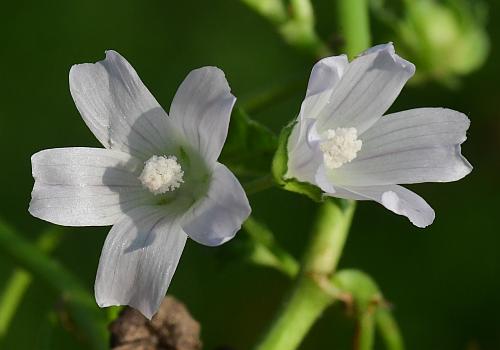 Malva_neglecta_flowers.jpg