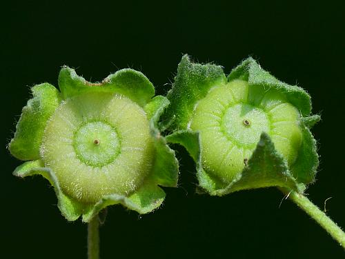 Malva_neglecta_fruit1.jpg