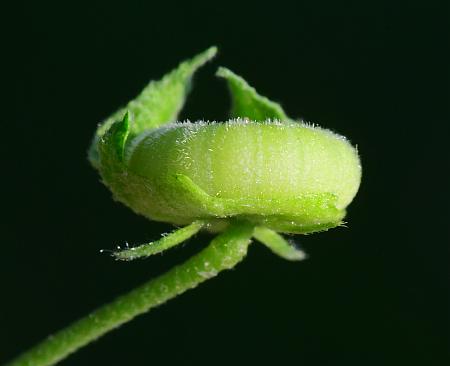 Malva_neglecta_fruit2.jpg