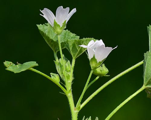 Malva_neglecta_inflorescence.jpg