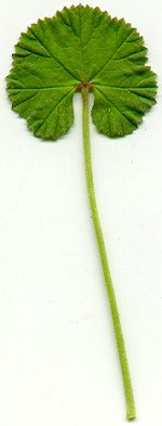 Malva_neglecta_leaf.jpg