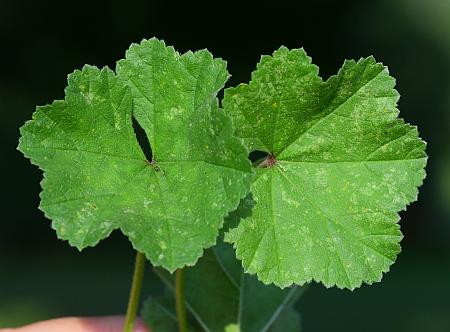 Malva_neglecta_leaf1.jpg