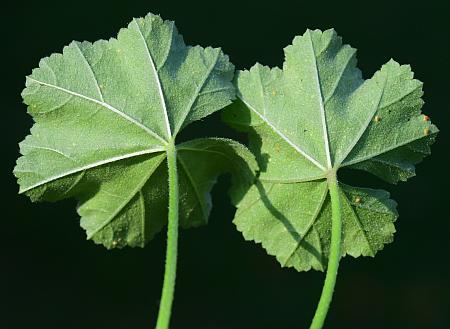 Malva_neglecta_leaf2.jpg