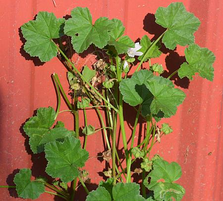 Malva_neglecta_leaves.jpg