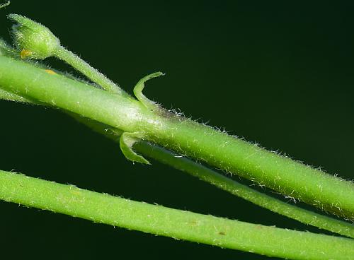 Malva_neglecta_stem.jpg