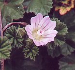 Malva neglecta thumbnail