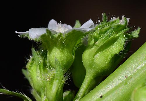 Malva_pusilla_calyces.jpg