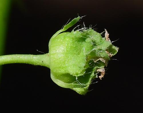 Malva_pusilla_calyx.jpg