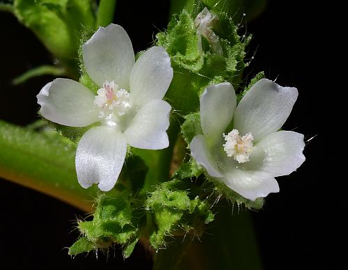 Malva_pusilla_corollas.jpg