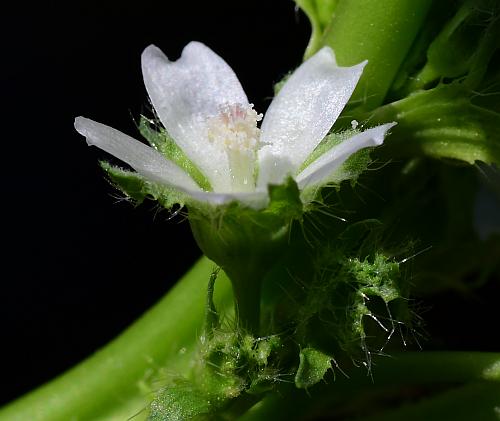 Malva_pusilla_flower.jpg