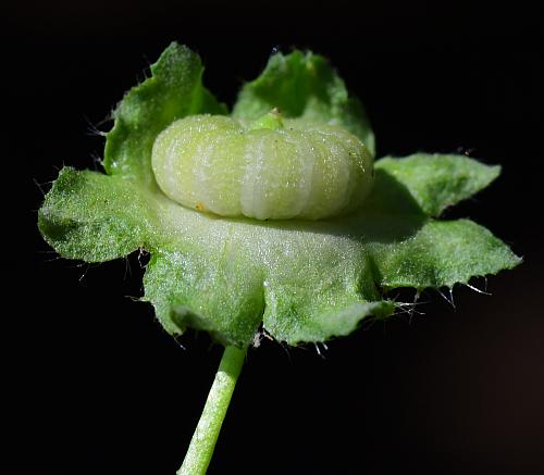 Malva_pusilla_fruit.jpg