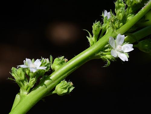 Malva_pusilla_inflorescences.jpg