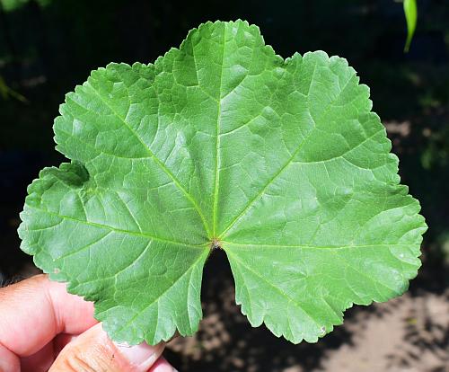 Malva_pusilla_leaf1.jpg