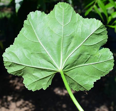 Malva_pusilla_leaf2.jpg