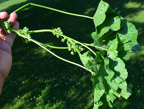 Malva_pusilla_leaves.jpg