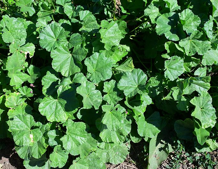 Malva_pusilla_plant.jpg