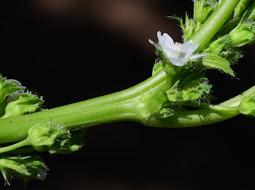 Malva_pusilla_stem.jpg