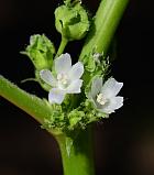 Malva pusilla thumbnail