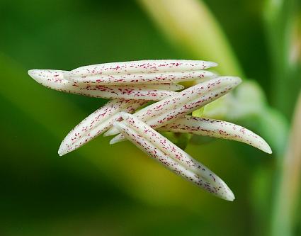 Manfreda_virginica_anthers.jpg