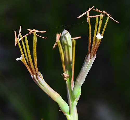 Manfreda_virginica_flowers2.jpg