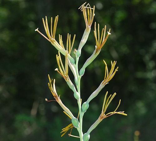 Manfreda_virginica_inflorescence.jpg