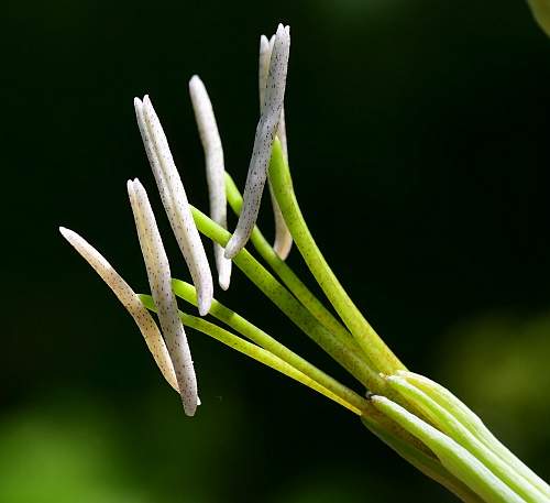 Manfreda_virginica_stamens.jpg