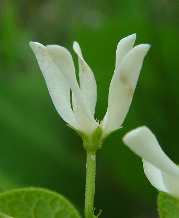 Matelea_baldwyniana_calyx.jpg