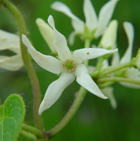 Matelea_baldwyniana_flower.jpg