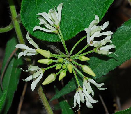 Matelea_baldwyniana_inflorescence.jpg