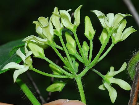 Matelea_baldwyniana_inflorescence2.jpg