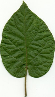 Matelea_baldwyniana_leaf.jpg