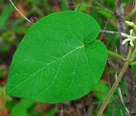 Matelea_baldwyniana_leaf1.jpg