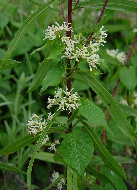 Matelea_baldwyniana_plant.jpg